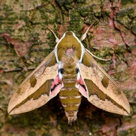 lišaj pryšcový - Hyles euphorbiae