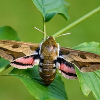 lišaj pryšcový - Hyles euphorbiae