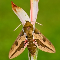 lišaj pryšcový - Hyles euphorbiae