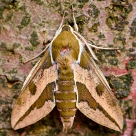 lišaj pryšcový - Hyles euphorbiae