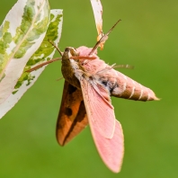 lišaj pryšcový - Hyles euphorbiae