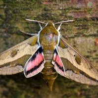 lišaj pryšcový - Hyles euphorbiae