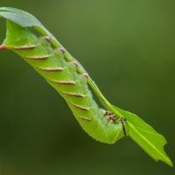 lišaj šeříkový - Sphinx ligustri