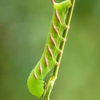 lišaj šeříkový - Sphinx ligustri