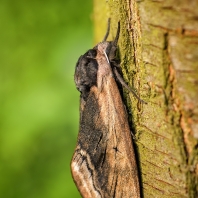lišaj šeříkový - Sphinx ligustri