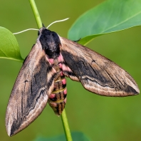 lišaj šeříkový - Sphinx ligustri