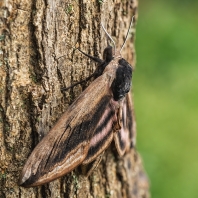 lišaj šeříkový - Sphinx ligustri