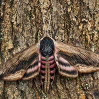 lišaj šeříkový - Sphinx ligustri