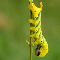 lišaj smrtihlav - Acherontia atropos