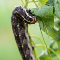 lišaj svlačcový - Agrius convolvuli