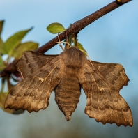 lišaj topolový - Laothoe populi