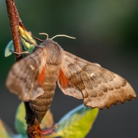 lišaj topolový - Laothoe populi