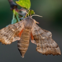 lišaj topolový - Laothoe populi