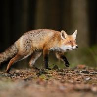 liška obecná - Vulpes vulpes