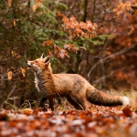 liška obecná - Vulpes vulpes