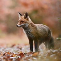 liška obecná - Vulpes vulpes