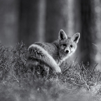 liška obecná - Vulpes vulpes