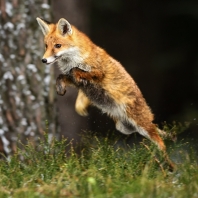 liška obecná - Vulpes vulpes