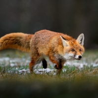 liška obecná - Vulpes vulpes