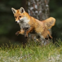 liška obecná - Vulpes vulpes