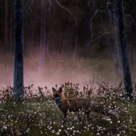 liška obecná - Vulpes vulpes