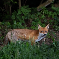liška obecná - Vulpes vulpes