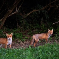liška obecná - Vulpes vulpes