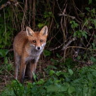 liška obecná - Vulpes vulpes