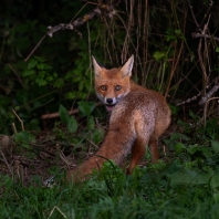 liška obecná - Vulpes vulpes
