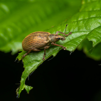 listopas keřový - Polydrusus mollis
