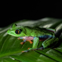 listovnice modroboká - Agalychnis annae