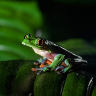 listovnice modroboká - Agalychnis annae