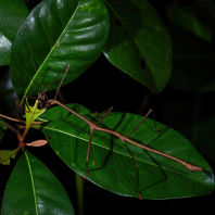 Lonchodes brevipes