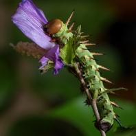 Lophostethus dumolinii