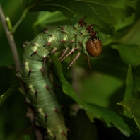Lophostethus dumolinii