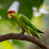 lori timorský - Saudareos iris