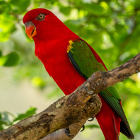 lori žlutohřbetý - Lorius garrulus