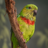 loríček zlatouchý - Psittaculirostris...