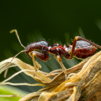 lovčice mravenčí - Himacerus mirmicoides