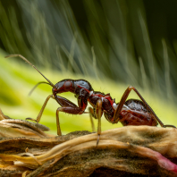 lovčice mravenčí - Himacerus mirmicoides