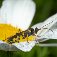 lumkovití - Ichneumonidae