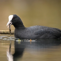 lyska černá - Fulica atra