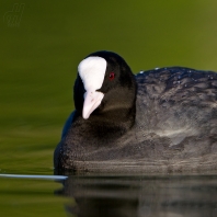 lyska černá - Fulica atra