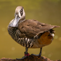 lžičák širokozobý - Malacorhynchus...