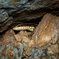 mabuja dlouhoocasá - Eutropis longicaudata
