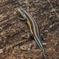 mabuja pětipruhá - Trachylepis quinquetaeniata