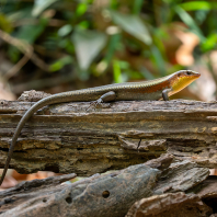 mabuja východní - Eutropis multifasciata