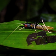 rovnokřídlí - Orthoptera