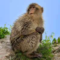 magot bezocasý - Macaca sylvanus