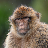 magot bezocasý - Macaca sylvanus